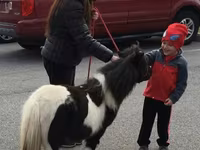 Hing, Miniature horse — 7. fotó
