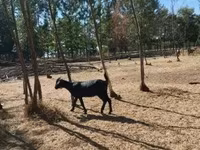 母山羊, Nubian Goat — 照片 4