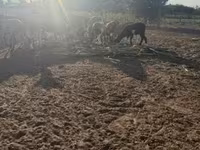 公羊, Cameroon sheep — 照片 4