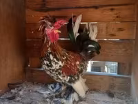 Chickens — foto 8
