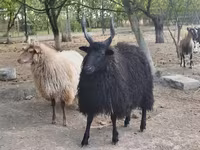 母羊, Racka sheep — 照片 3