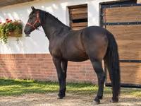 Koń, Konie — zdjęcie 1