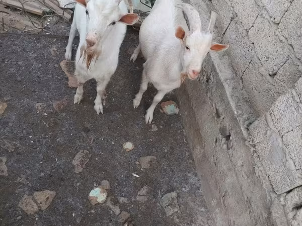 बकरा, बकरियाँ