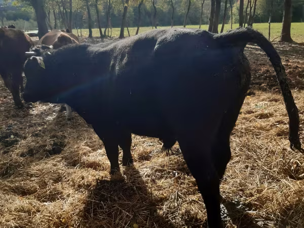 公牛, Aberdeen-Angus