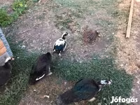 Ducks — 照片 3
