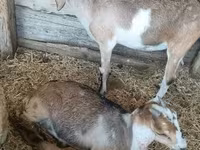 母山羊, Nubian Goat — 照片 2