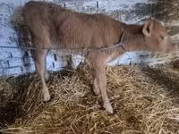 Toro, Ganado vacuno — foto 4