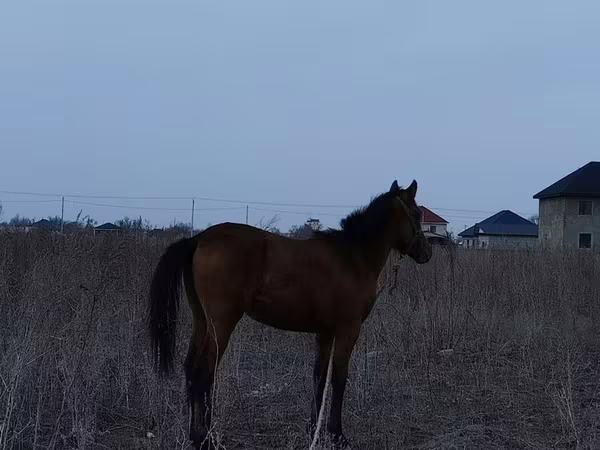 Cavalo, Cavalos