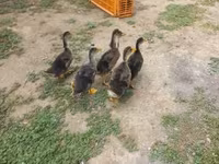 Ducks — photo 2