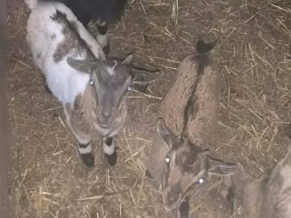 Goat, Dutch Landrace goats