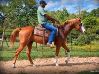 Hing, American paint horse — 5. fotó