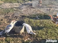 Ducks — الصورة 5