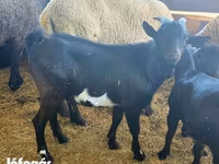 Cabro, Dutch Landrace goats — foto 6