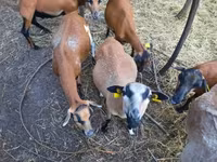 公羊, Cameroon sheep — 照片 2