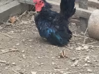 Chickens — الصورة 4