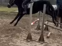 حصان, Hungarian horse breed — الصورة 2