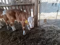 Toro, Simmental cattle — foto 1