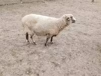 母羊, Sheep — 照片 1