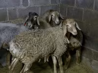 公羊, Sheep — 照片 1
