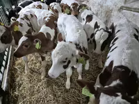Bika, Limousin tehén — 1. fotó
