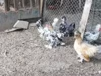 Chickens — 照片 8