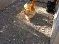 Chickens — Foto 4