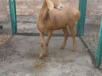 Qoyun, Arashan sheep — foto 3