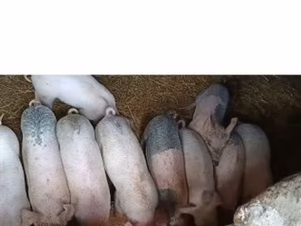 Свиноматка, Крупная белая