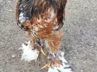Brahma — foto 3