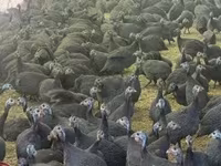 Guinea fowl — الصورة 5