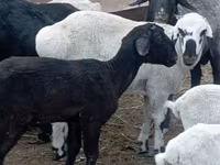 Bélier, Moutons — photo 2