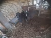 Billy Goat, Goats — photo 1