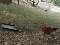 Chickens — الصورة 2