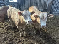 Szarvasmarha (tétel, nem megadva), Charolais cattle — 2. fotó