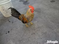 Chickens — Foto 1