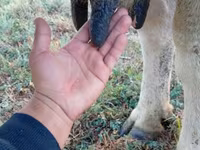母牛, Holstein breed — 照片 6