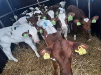 Bika, Simmental cattle — 1. fotó
