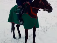 Hengst, Kyrgyz Horse — Foto 3