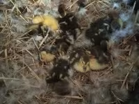 Ducks — zdjęcie 8