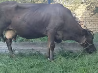 Tehén, Swiss cattle — 5. fotó