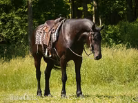 Hing, Friesian — 4. fotó