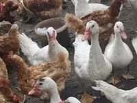 Ducks — 2-сурет