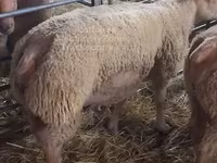 Baran, Charollais sheep — zdjęcie 1