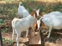 Ziegenbock, Boer goat — Foto 8