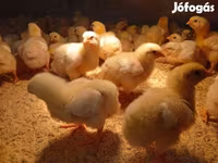 Chickens — फ़ोटो 4