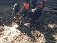 Chickens — الصورة 3