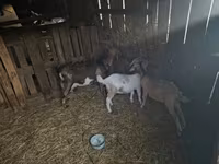 Kozel, Alpine goat — foto 1