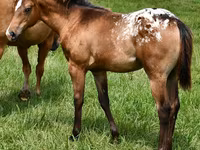 Kanca, Appaloosa — 1. fotó