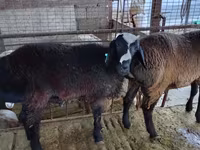 Kos, Blackheaded Persian sheep — 4. fotó