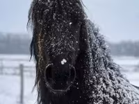 Koń, Friesian — zdjęcie 5